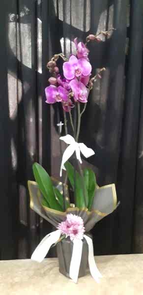 Orkide Mor