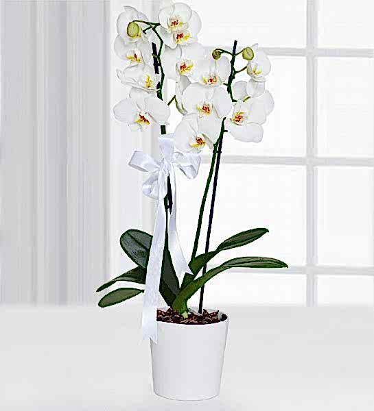 Çiftli Beyaz Orkide