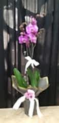 Orkide Mor