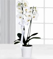 Çiftli Beyaz Orkide